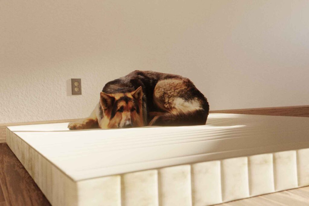 Is it better to have your bed on the floor or on a frame?, Is it better to have your bed on the floor or on a frame?